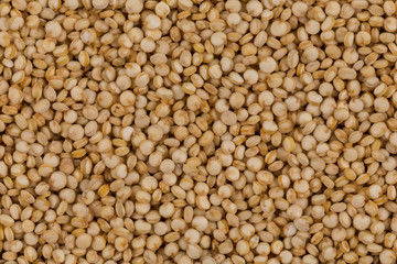 Quinoa seeds close up