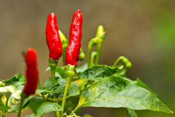 Red chilli