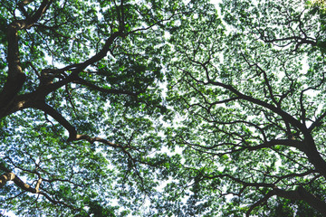 Outdoor tree on sky background