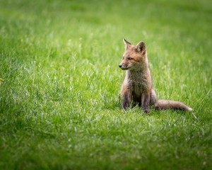 Red Fox Kit