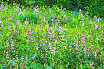 Medicinal plant Zopnik (lat. Phlomis tuberosa)