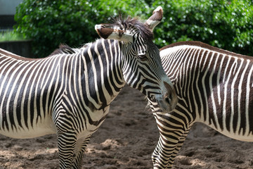 Fototapeta na wymiar Zebra im Zoologischen Garten