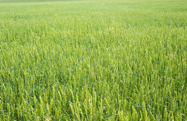 wheat field background