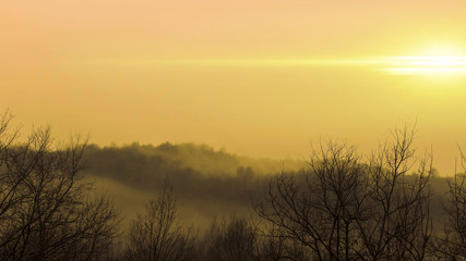 Obraz na płótnie Canvas A forest in the mist