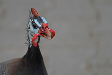Perlhuhn