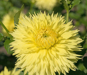 Dahlien, Dahlias