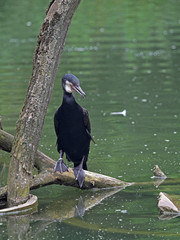 Kormoran
