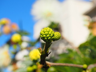 Botanical Gardens in La Orotava
