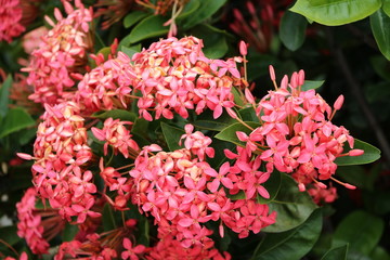 Fototapeta premium Ixora coccinea blooming red at Sunshine Coast, Queensland Australia 
