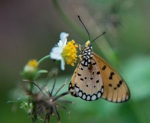 Butterfly in a garden in Bangkok Thailand
