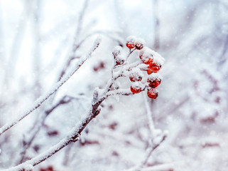 Winter background with branches of the red mountain ash covered with hoarfrost. Winter frosty trees on snow white background. Snow winter in town. 