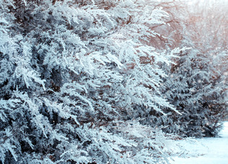 Winter natural background with pine branches in the frost. Layer of snow on branches of pine with hoar-frost.