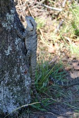 Physignathus lesueurii in Australia 