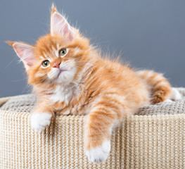 Maine Coon kitten