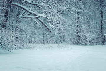 Zimowy las ze śniegiem