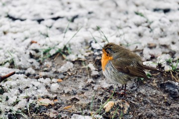 A bird perching  on ice 