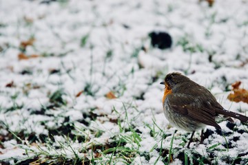A bird perching  on ice 
