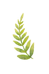 Beautiful abstract green leaf painted with watercolor isolated on white background