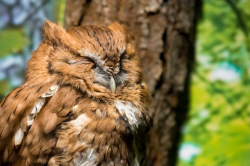 Baby Owl