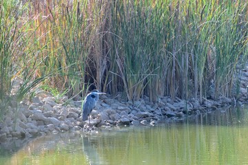 Ηeron is standing on the banks of a lake.