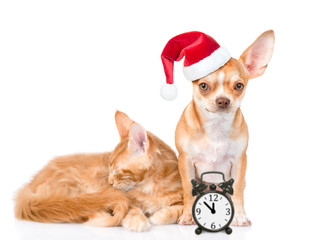 Tiny chihuahua puppy in red christmas hat and sleeping maine coon cat with alarm clock. isolated on white background