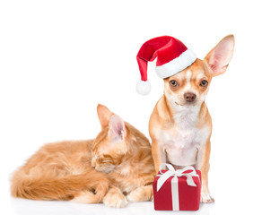 Tiny chihuahua puppy in red christmas hat and sleeping maine coon cat with gift box. isolated on white background