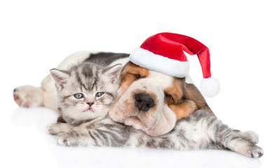 Basset hound puppy in red christmas hat sleeping with a kitten. isolated on white background