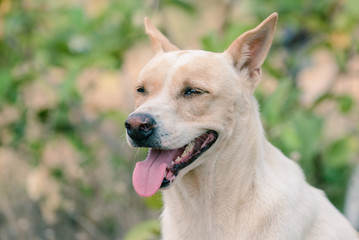 Close up Thai dog smiling.