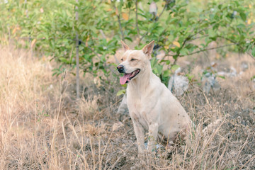 Thai dog smiling in farm garden.