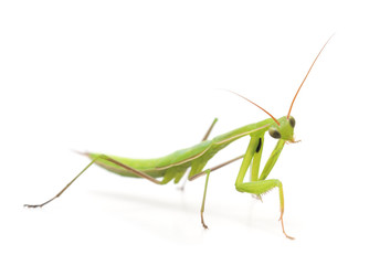 Large green mantis.