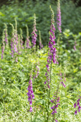 Obraz premium common foxglove flowers