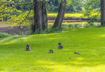Wild ducks in idyllic park scenery