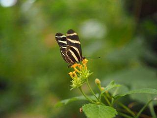 El Mariposario del Drago