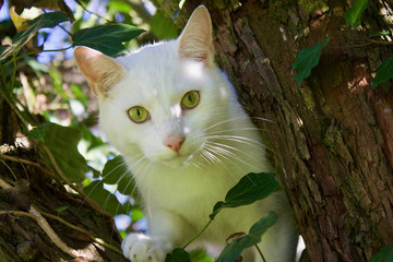 White cat on the tree 