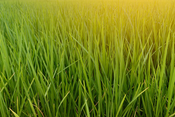 Beautiful rice field.