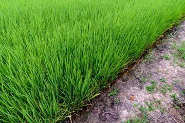 Beautiful green rice field.