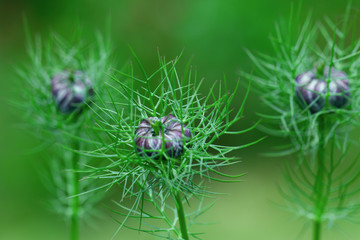 Exotic Lilac Flower With Spiny Leaf Network