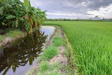 Fototapeta na wymiar Rice field and small canal.