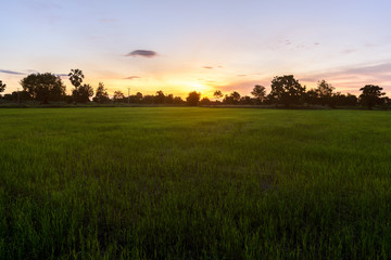 Rice field on the morning.