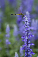 lavender flower and Dragonfly