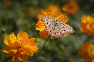  Cosmos flower and butterfly in the garden.