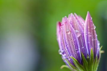 A close up of flower with water drops 