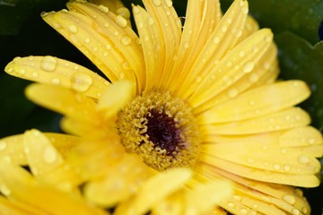 A close up of a yellow flower 