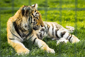 Tiger, camel, meerkat, 