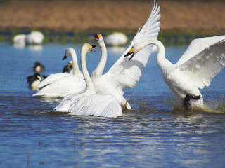 白鳥たちの争い