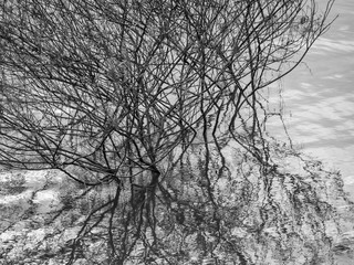 Abstract black and white tone of tree bush and reflection on water.