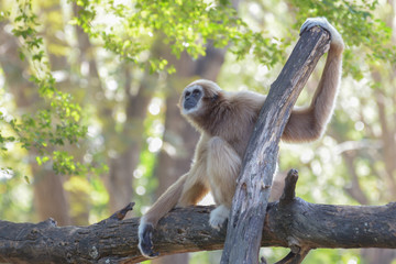 White-handed gibbon is sitting on a branch with green leaf and bokeh background. Copy space