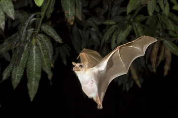 Dwarf epauletted fruit bat (Micropteropus pussilus) flying at night, Legon, Ghana