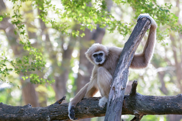 White-handed gibbon is sitting on a branch with green leaf and bokeh background. Copy space