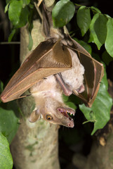 Female Gambian epauletted fruit bat (Epomophorus gambianus) hanging in a tree with baby on her belly, Volta Province, Ghana